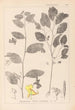 Herbier de la flore française Pl0127 - Louis Antoine Cusin — Ansicht des Kunstwerks
