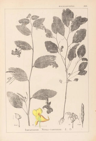 Louis Antoine Cusin - Herbier de la flore franaise Pl0127.webp
