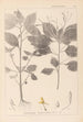 Herbier de la flore française Pl0128 - Louis Antoine Cusin — Ansicht des Kunstwerks