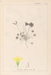 Herbier de la flore française Pl0130 - Louis Antoine Cusin — Ansicht des Kunstwerks