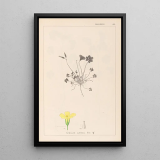 Louis Antoine Cusin - Herbier de la flore franaise Pl0130.webp