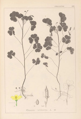 Louis Antoine Cusin - Herbier de la flore franaise Pl0131.webp