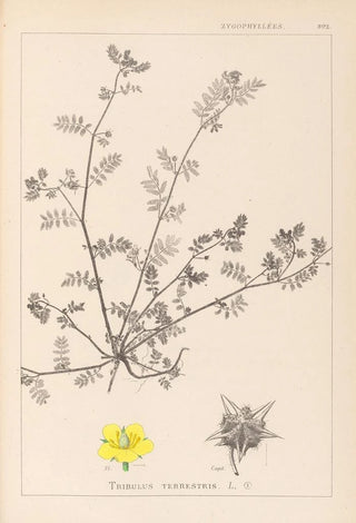Louis Antoine Cusin - Herbier de la flore franaise Pl0133.webp