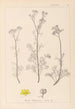 Herbier de la flore française Pl0134 - Louis Antoine Cusin — Ansicht des Kunstwerks