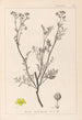 Herbier de la flore française Pl0136 - Louis Antoine Cusin — Ansicht des Kunstwerks