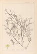Herbier de la flore française Pl0138 - Louis Antoine Cusin — Ansicht des Kunstwerks