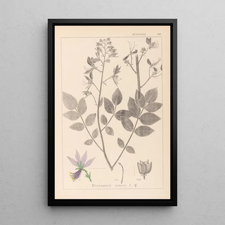 Louis Antoine Cusin - Herbier de la flore franaise Pl0139.webp