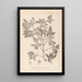 Herbier de la flore française Pl0141 - Louis Antoine Cusin — gerahmtes Bild an der Wand