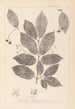 Herbier de la flore française Pl0142 - Louis Antoine Cusin — Ansicht des Kunstwerks