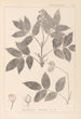 Herbier de la flore française Pl0143 - Louis Antoine Cusin — Ansicht des Kunstwerks