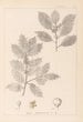 Herbier de la flore française Pl0144 - Louis Antoine Cusin — Ansicht des Kunstwerks