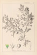 Herbier de la flore française Pl0150 - Louis Antoine Cusin — Ansicht des Kunstwerks