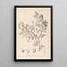 Herbier de la flore française Pl0150 - Louis Antoine Cusin — gerahmtes Bild an der Wand