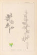 Herbier de la flore française Pl0153 - Louis Antoine Cusin — Ansicht des Kunstwerks