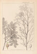 Herbier de la flore française Pl0158 - Louis Antoine Cusin — Ansicht des Kunstwerks