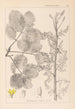 Herbier de la flore française Pl0159 - Louis Antoine Cusin — Ansicht des Kunstwerks