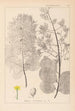 Herbier de la flore française Pl0161 - Louis Antoine Cusin — Ansicht des Kunstwerks