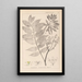 Herbier de la flore française Pl0162 - Louis Antoine Cusin — gerahmtes Bild an der Wand