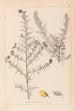Herbier de la flore française Pl0164 - Louis Antoine Cusin — Ansicht des Kunstwerks