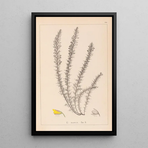 Louis Antoine Cusin - Herbier de la flore franaise Pl0166.webp