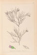Herbier de la flore française Pl0167 - Louis Antoine Cusin — Ansicht des Kunstwerks