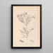 Herbier de la flore française Pl0167 - Louis Antoine Cusin — gerahmtes Bild an der Wand