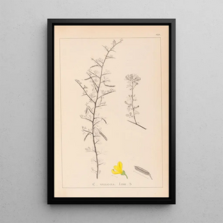 Louis Antoine Cusin - Herbier de la flore franaise Pl0169.webp