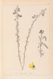 Herbier de la flore française Pl0172 - Louis Antoine Cusin — Ansicht des Kunstwerks