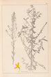 Herbier de la flore française Pl0178 - Louis Antoine Cusin — Ansicht des Kunstwerks