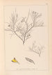 Herbier de la flore française Pl0181 - Louis Antoine Cusin — Ansicht des Kunstwerks