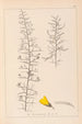 Herbier de la flore française Pl0182 - Louis Antoine Cusin — Ansicht des Kunstwerks