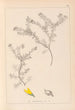 Herbier de la flore française Pl0186 - Louis Antoine Cusin — Ansicht des Kunstwerks