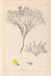 Herbier de la flore française Pl0187 - Louis Antoine Cusin — Ansicht des Kunstwerks