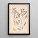 Herbier de la flore française Pl0188 - Louis Antoine Cusin — gerahmtes Bild an der Wand