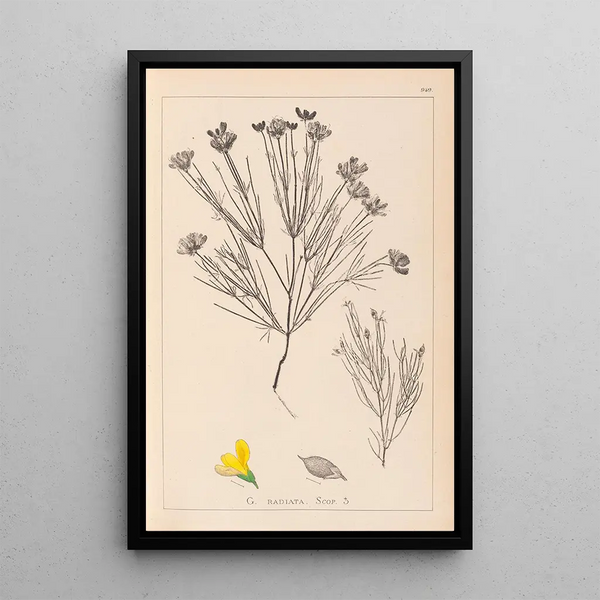 Louis Antoine Cusin - Herbier de la flore franaise Pl0189.webp