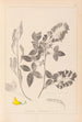 Herbier de la flore française Pl0191 - Louis Antoine Cusin — Ansicht des Kunstwerks