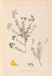 Herbier de la flore française Pl0193 - Louis Antoine Cusin — Ansicht des Kunstwerks