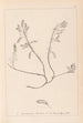Herbier de la flore française Pl0195 - Louis Antoine Cusin — Ansicht des Kunstwerks