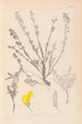 Herbier de la flore française Pl0196 - Louis Antoine Cusin — Ansicht des Kunstwerks