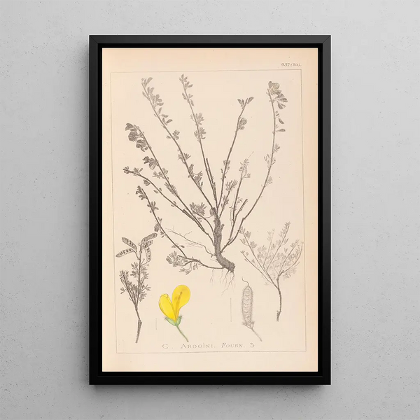 Louis Antoine Cusin - Herbier de la flore franaise Pl0196.webp