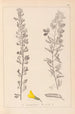 Herbier de la flore française Pl0198 - Louis Antoine Cusin — Ansicht des Kunstwerks