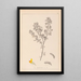 Herbier de la flore française Pl0199 - Louis Antoine Cusin — gerahmtes Bild an der Wand