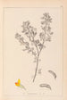 Herbier de la flore française Pl0199 - Louis Antoine Cusin — Ansicht des Kunstwerks