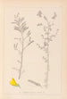 Herbier de la flore française Pl0204 - Louis Antoine Cusin — Ansicht des Kunstwerks