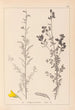Herbier de la flore française Pl0205 - Louis Antoine Cusin — Ansicht des Kunstwerks