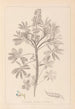 Herbier de la flore française Pl0206 - Louis Antoine Cusin — Ansicht des Kunstwerks