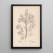 Herbier de la flore française Pl0206 - Louis Antoine Cusin — gerahmtes Bild an der Wand