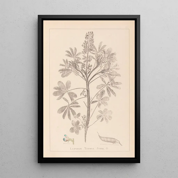 Louis Antoine Cusin - Herbier de la flore franaise Pl0206.webp