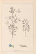 Herbier de la flore française Pl0207 - Louis Antoine Cusin — Ansicht des Kunstwerks