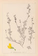 Herbier de la flore française Pl0212 - Louis Antoine Cusin — Ansicht des Kunstwerks